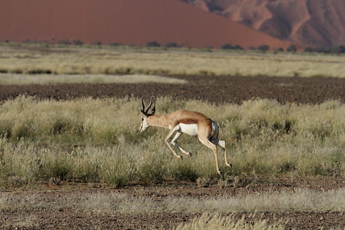 Sossusvlei-06.JPG