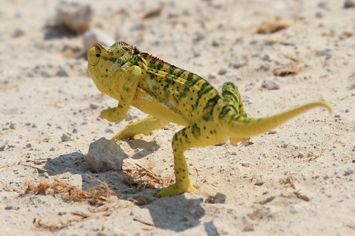 Etosha-06.JPG