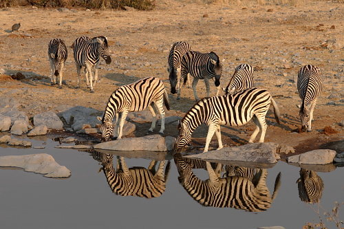 Etosha-07.JPG