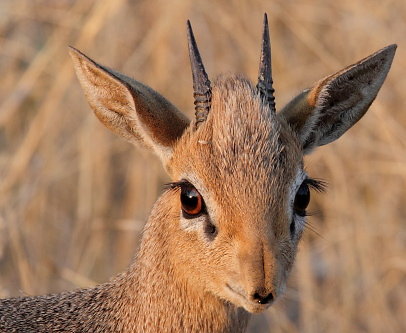 Etosha-09.JPG