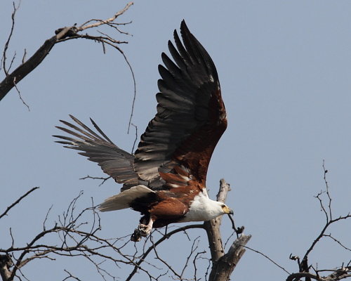 Okavango-04.JPG