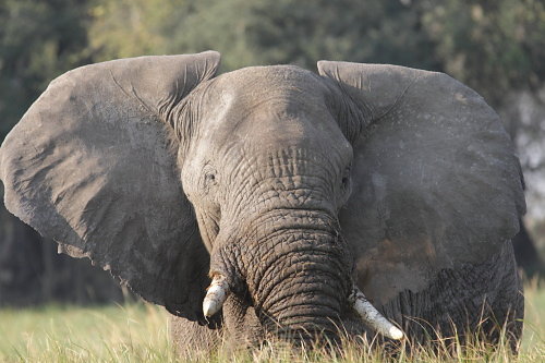 Okavango-07.JPG