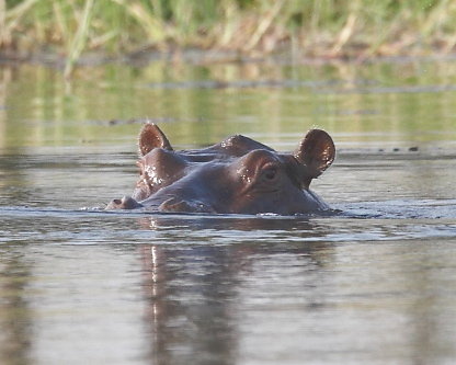 Okavango-08.JPG