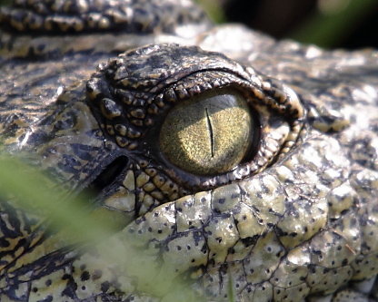 Okavango-09.JPG