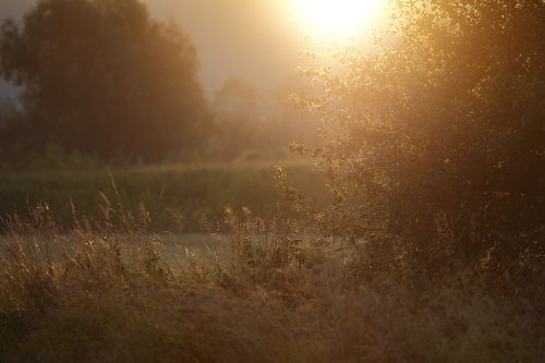 Abendstimmung-im-Gegenlicht-06.JPG