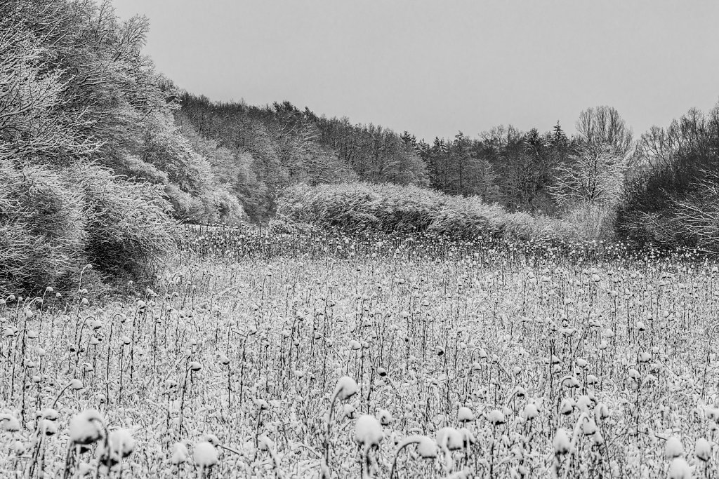 Sonnenblumenfeld bei Bammersdorf