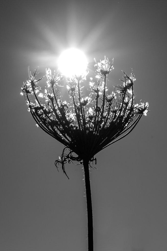 Garten, der Sonne entgegen